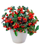 Big Berry Glautheria in a Pot - Flowers Box London