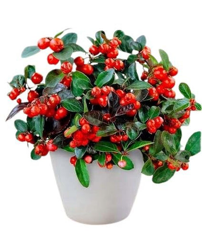 Big Berry Glautheria in a Pot - Flowers Box London