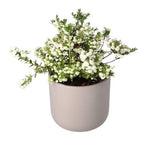 Big Berry Glautheria in a Pot - Flowers Box London