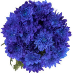 Blue Chrysanthemum Bouquet