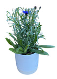 Blue Cornflowers Plant in Ceramic Pot - Flowers Box London