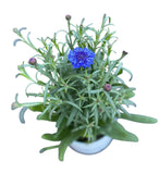 Blue Cornflowers Plant in Ceramic Pot - Flowers Box London