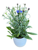 Blue Cornflowers Plant in Ceramic Pot - Flowers Box London