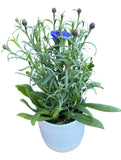 Blue Cornflowers Plant in Ceramic Pot - Flowers Box London