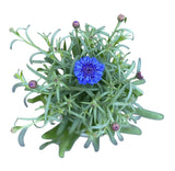 Blue Cornflowers Plant in Ceramic Pot - Flowers Box London
