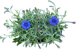 Blue Cornflowers Plant in Elliptic Ceramic Pot - Flowers Box London