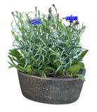 Blue Cornflowers Plant in Elliptic Ceramic Pot - Flowers Box London