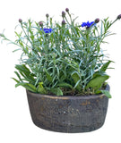 Blue Cornflowers Plant in Elliptic Ceramic Pot - Flowers Box London