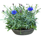 Blue Cornflowers Plant in Elliptic Ceramic Pot - Flowers Box London