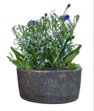 Blue Cornflowers Plant in Elliptic Ceramic Pot - Flowers Box London