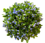 Blue Forget Me Not Bouquet