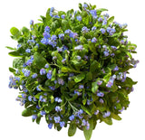 Blue Forget Me Not Bouquet