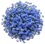 Blue Forget Me Not Bouquet