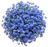 Blue Forget Me Not Bouquet