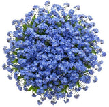 Blue Forget Me Not Bouquet - Flowers Box London