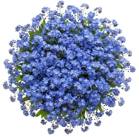 Blue Forget Me Not Bouquet - Flowers Box London