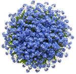 Blue Forget Me Not Bouquet