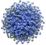 Blue Forget Me Not Bouquet