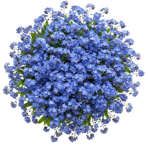 Blue Forget Me Not Bouquet