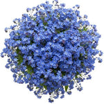 Blue Forget Me Not Bouquet - Flowers Box London