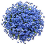 Blue Forget Me Not Bouquet - Flowers Box London