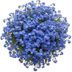 Blue Forget Me Not Bouquet