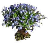Blue Forget Me Not Bouquet