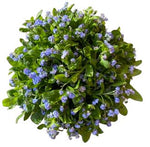 Blue Forget Me Not Bouquet