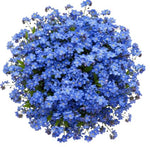 Blue Forget Me Not Bouquet