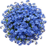 Blue Forget Me Not Bouquet