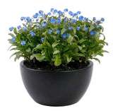 Blue Forget - Me - Not Plant in Pot - Flowers Box London