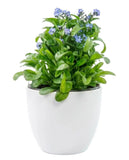 Blue Forget - Me - Not Plant in Pot - Flowers Box London
