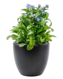 Blue Forget - Me - Not Plant in Pot - Flowers Box London