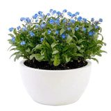 Blue Forget - Me - Not Plant in Pot - Flowers Box London