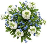 Blue Forget Me Not with Fragrant Stocks Bouquet