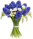 Blue Hyacinth and Freesias Bouquet - Flowers Box London
