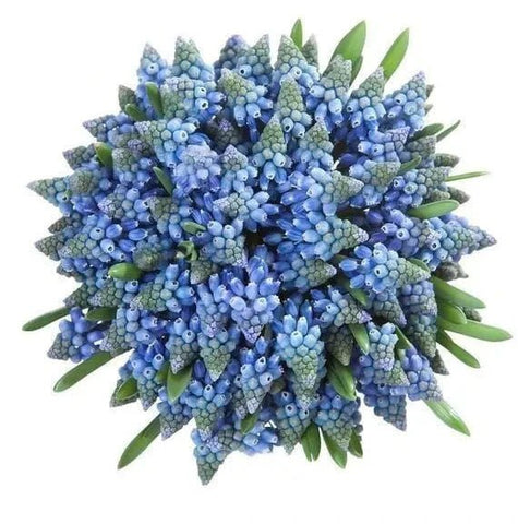 Blue Muscari Cute Bouquet - Flowers Box London