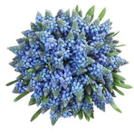 Blue Muscari Cute Bouquet