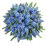 Blue Muscari Cute Bouquet
