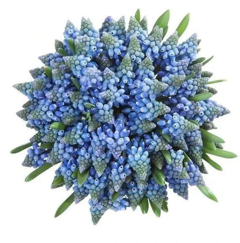 Blue Muscari Cute Bouquet
