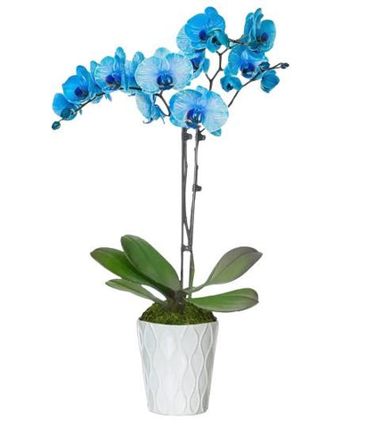 Blue Phalenopsis Orchids Ceramic Pot - Flowers Box London