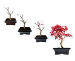 Bonsai Acer Deshojo - Flowers Box London