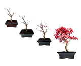 Bonsai Acer Deshojo - Flowers Box London