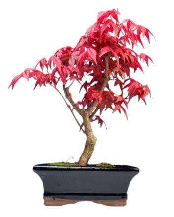 Bonsai Acer Deshojo