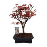 Bonsai Acer Deshojo - Flowers Box London