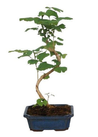 Bonsai Ginkgo Biloba - Flowers Box London