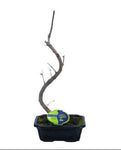 Bonsai Ginkgo Biloba - Flowers Box London