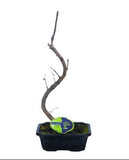 Bonsai Ginkgo Biloba - Flowers Box London