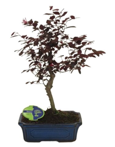 Bonsai Loropetalum Rubra Tree