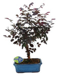 Bonsai Loropetalum Rubra Tree